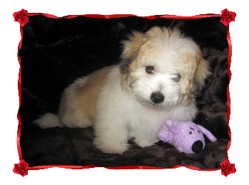 Coton Puppies